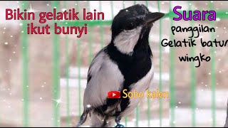 Download lagu Pancingan glatik batu wingko biar gacor ngoceh terus mp3
