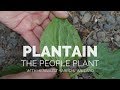 Plantain the People Plant | Herbal Jedi