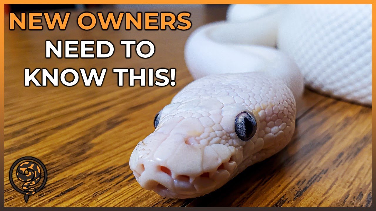 10 Things Beginners NEED to Know BEFORE Getting a New BALL PYTHON!