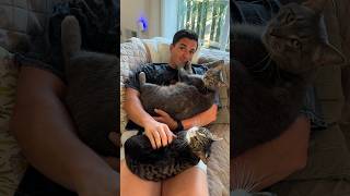 Guy’s Cats Insist On Being His Personal Weighted Blankets | The Dodo
