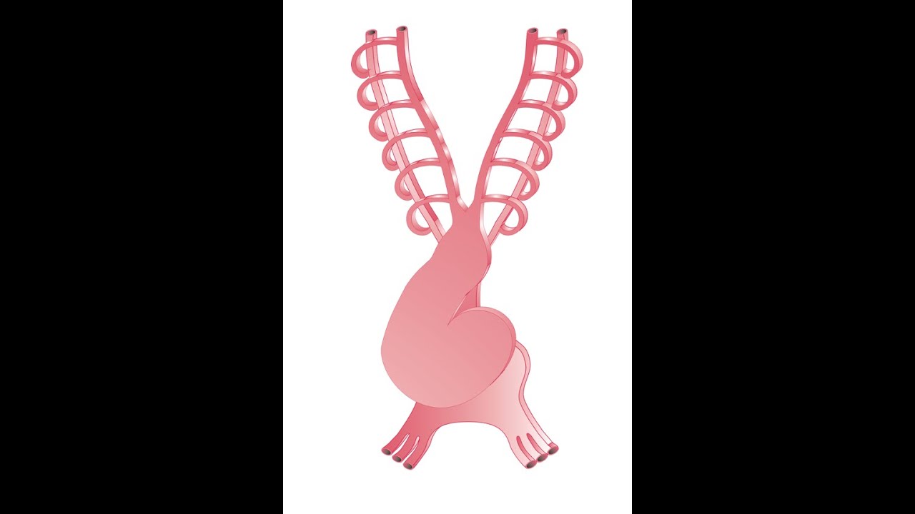 Aparato cardiovascular IV  derivados de arcos aórticos, circulación fetal y cambios al nacimiento,