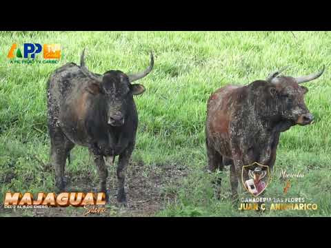 Ganadería Las Flores para Majagual 2026.