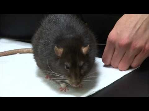 Szczurek Teodor walczy z mykoplazmowym zapalenie płuc - Teodor rat fights disease MRM