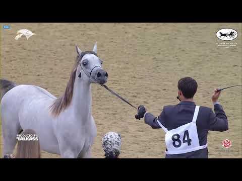 N 84 MUTABAHI AL WAAB   6th Qatar Nat  Arabian Peninsula HS for individual Owners   Yearling Colts C