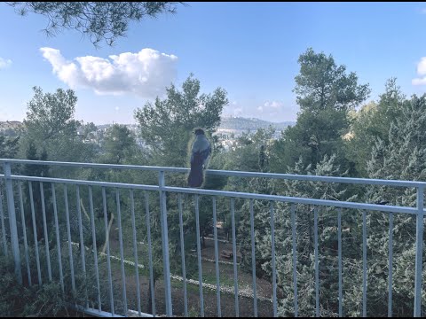 Weinberg Sonata for Cello and Piano no. 2 in G Minor, op. 63