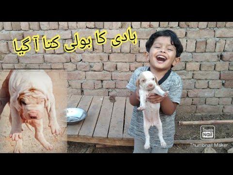 hadi ka bully kutaa a gaya hy🤠 hadi nay khud dhodh pilaya asy ajj