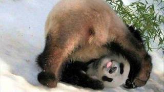 Adriana Calcanhoto - Medo de Amar