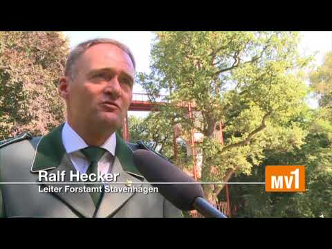 Treetop walk in Ivenack