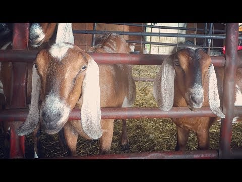 THE BEST DUAL PURPOSE LIVESTOCK