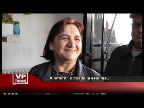 „A înflorit” o coadă la semințe…