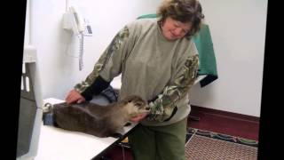 Dark Star Wildlife Center, HELP SAVE - River Otter, Raccoon and Fox..