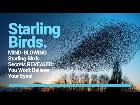 MIND-BLOWING Starling Birds Secrets REVEALED: You Won't Believe Your Eyes