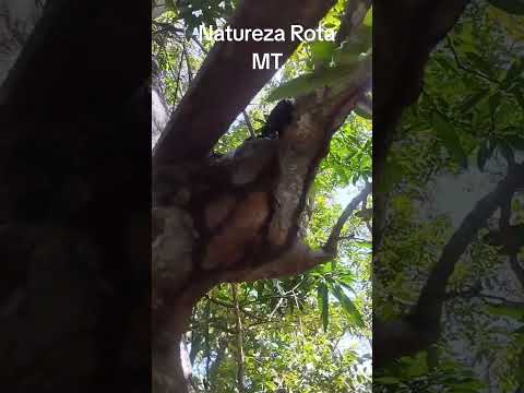 Marechal Rondon Passou por Aqui Desbravando, Planalto Da Serra MT.