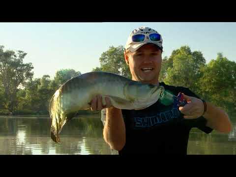 IFISH Billabong Barra & Saratoga with Shane Compain
