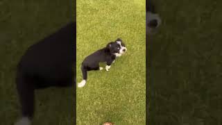 Video preview image #1 Mutt Puppy For Sale in Grafton, WI, USA