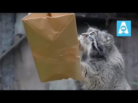 Pallas Cat Timofey Fight with Paper Bag