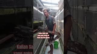 Download lagu Ular segede ini makannya apa ya #ular#ularpiton#pitonalbino#fyp#fypyoutube mp3