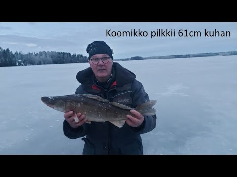 Koomikko saa pilkillä 61cm kuhan 🐟 | Taas juostaan kuhan perässä jutut viistossa 🤪