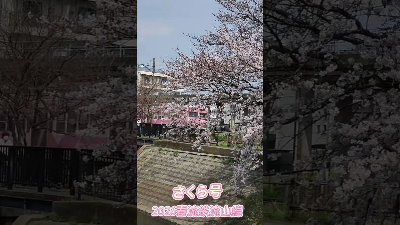 2026桜満開の流山電鉄【さくら号】
