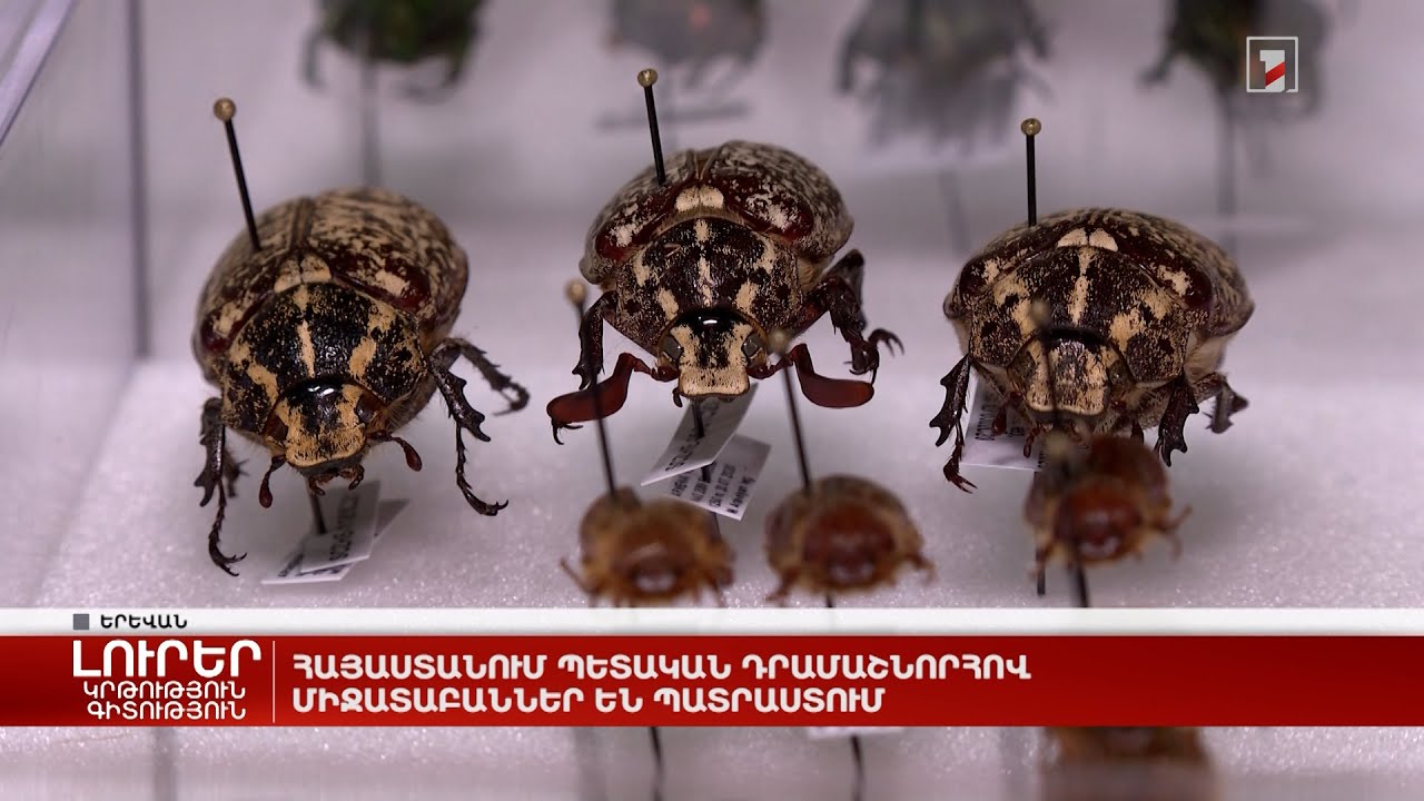 Հայաստանում պետական դրամաշնորհով միջատաբաններ են պատրաստում