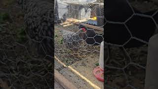 How Many Girls Did We Hatch? #fun #chicken #hen #rooster #birds #news #update