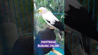 Download lagu Masteran Jalak putih Gacor Full Isian #jalakpito mp3