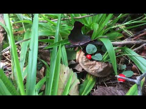 Wild edible partridge berry - excellent survival food