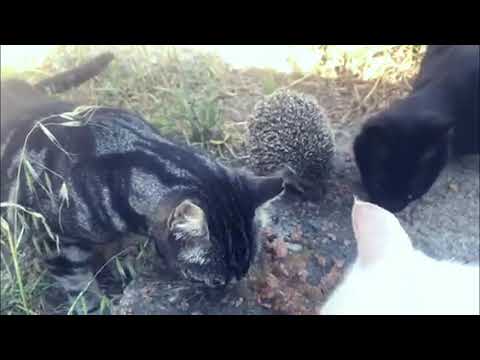hedgehog and cats unusual movement