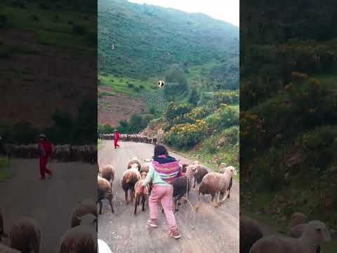 Por las rutas Ccaccena Churcampa Huancavelica. #ccaccena #huancavelica #Churcampa