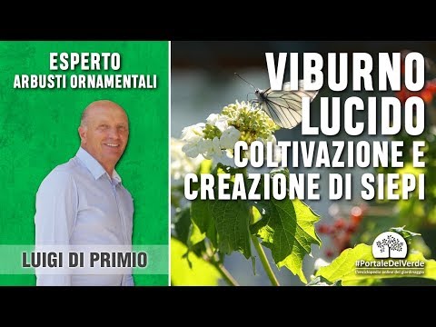 Agente preventivo per la potenza È necessario avere un pene