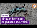 De verbreding van het fietspad zou hagedissen het leven kosten.