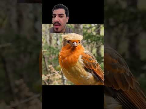 اسرائيل وايران🤣 ضيفو الانستا👈🏻 9dome #اكسبلور #ضحك #العراق #تصميمي