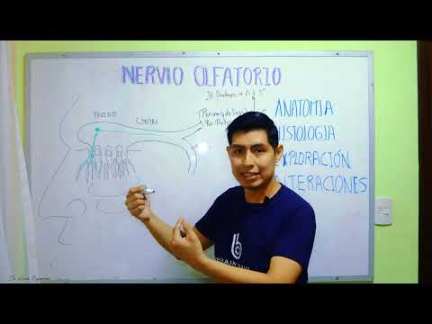 NERVIO OLFATORIO O 1er PAR CRANEAL: Centros olfatorios, Anatomía aplicada a la Semiología