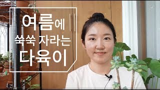여름에 쑥쑥 자라는 다육이(청산호,공작환,백도선,애심,청옥) succulent 178화 #해맑은TV