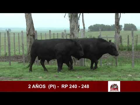 RP 240   248 Toros Angus "San José"