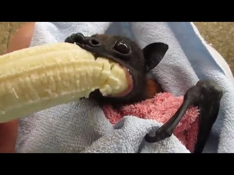 A Bat Eating a Banana Like There's No Tomorrow