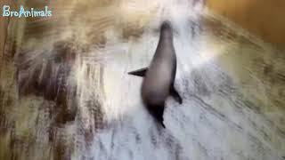 ПРИКОЛЫ С ЖИВОТНЫМИ подборка FUN WITH ANIMALS compilation #514