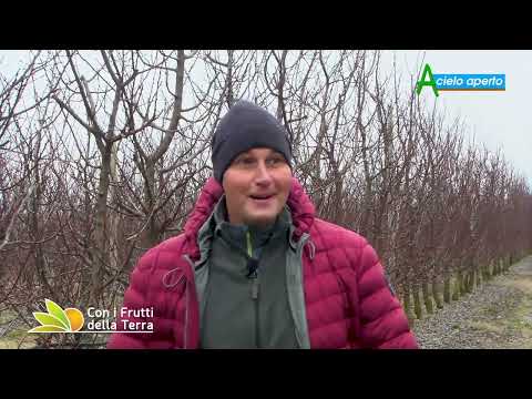 Puntata del 20/02/22–  3° parte – Frutticoltura: troppe incognite