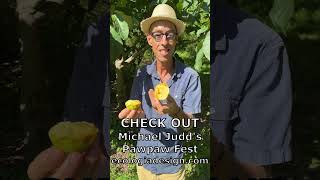 How to EAT Pawpaw fruit (Paw Paw, Asimina triloba) with Michael Judd #pawpaw #garden #gardening