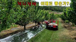 체리재배 성공 하려면 ~~   #체리대목 #명량농원 #체험농장