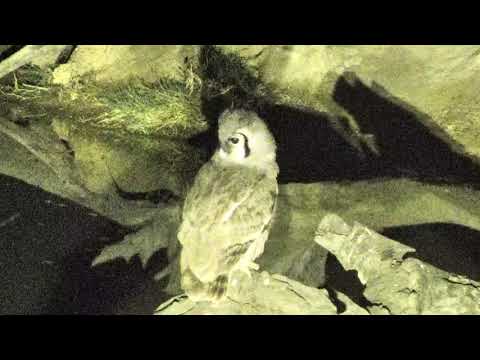 Djuma: Two more hyenas out lurking about - 02:31 - 06/10/18