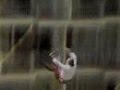 ABC News Karl Wallenda 1978