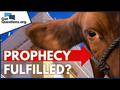 What is the significance of a red heifer in the Bible?  |  GotQuestions.org