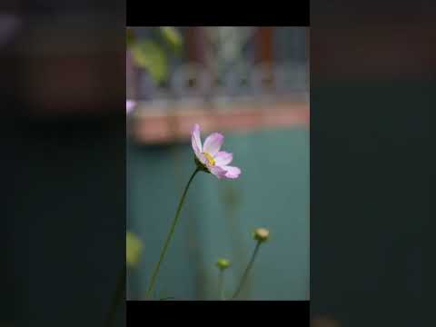 Lovely cosmos flowers 😍😍😍😍