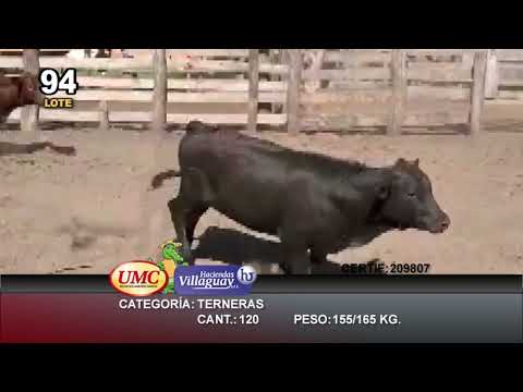 Lote 120 Terneras en Misión San Fco., Formosa