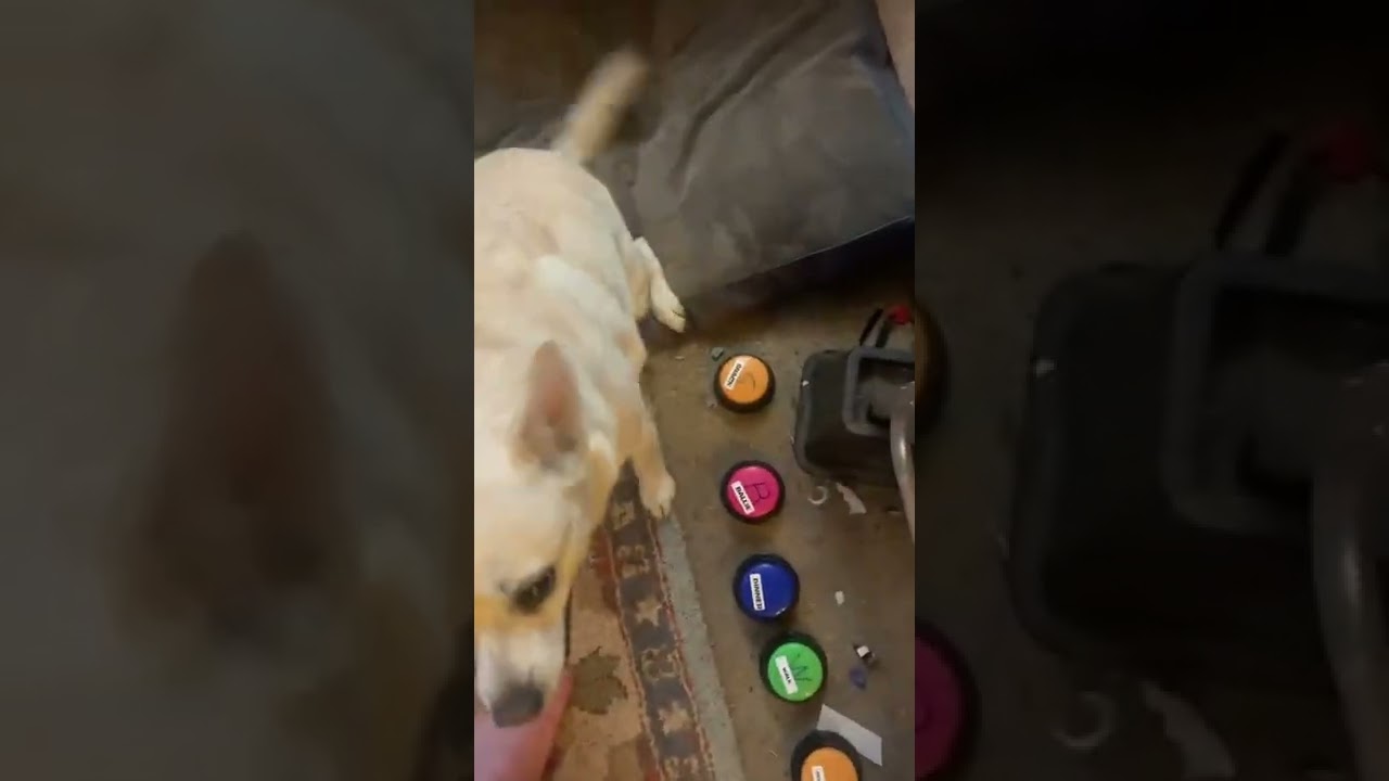 Day  2 later of Brigitte using her words using buttons, learning to talk . One of many in a series