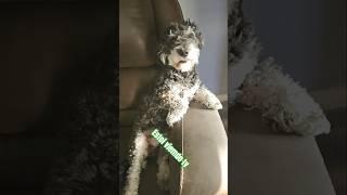 Download lagu what is covi doing look tv dad🤔 mp3