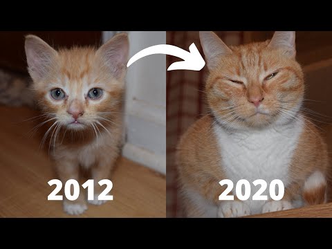 Watch Newborn Kittens Grow Into Adults SO CUTE!