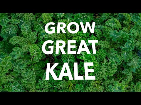 How to Grow Kale Organically without Pests and Disease