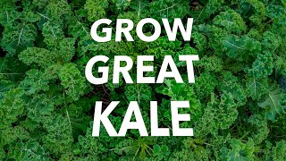 How to Grow Kale Organically without Pests and Disease